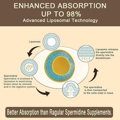 Spermidine Supplement 15 MG - 99% Purity, High Absorption, 1500 mg Fermented Wheat Germ Extract with Zinc & Thiamin, Spermidine for Men & Women - Cellular Renewal, Aging Defense, Energy, 240 Softgels